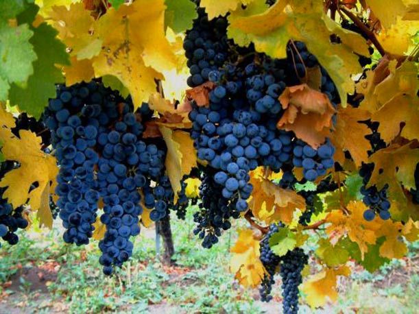 Prodotti di stagione: il vino di Milano e l'olio del Garda