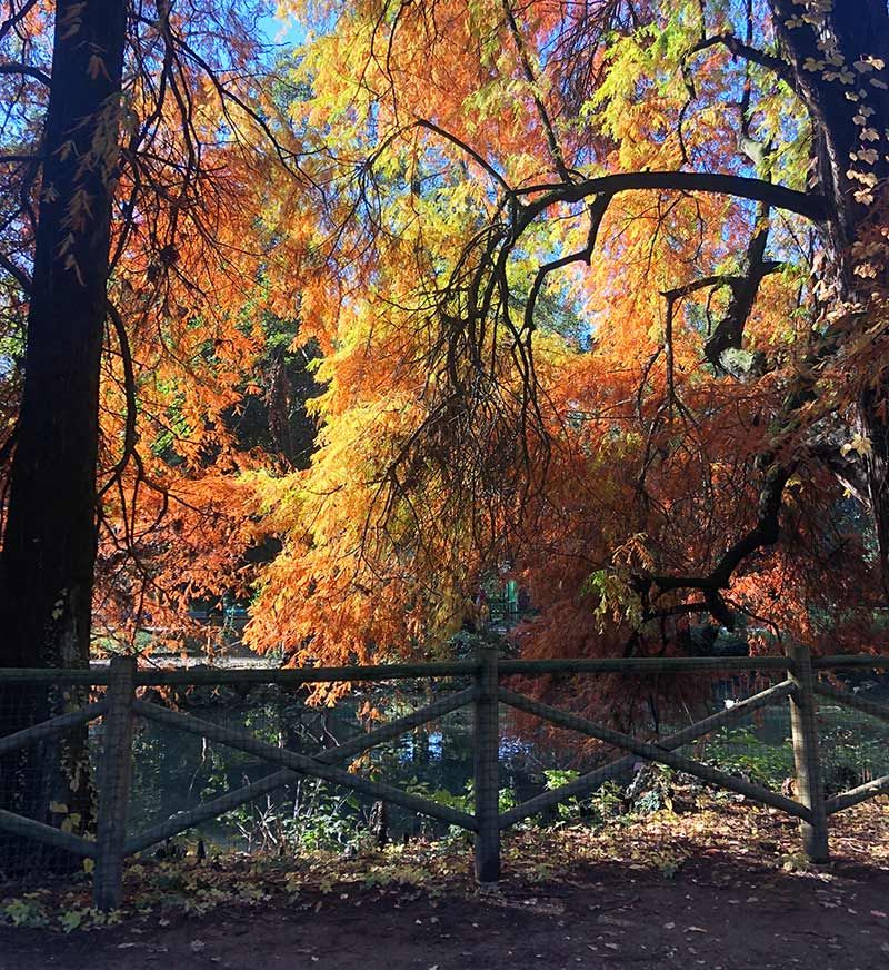 Foliage, una passeggiata dentro l'autunno milanese
