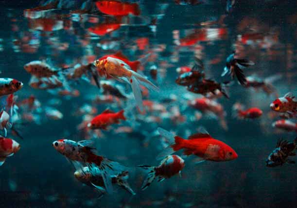 A spasso con Kingyo: la mostra Art Aquarium approda al Circolo Filologico