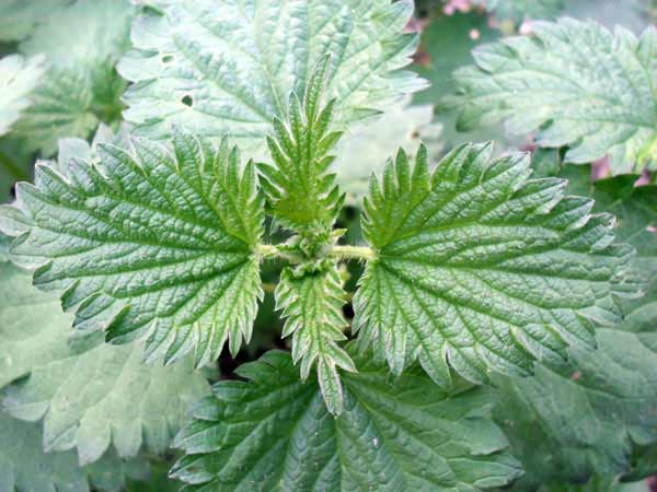 ortiche
