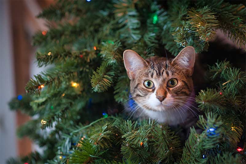 L'albero di Natale: vero o artificiale?