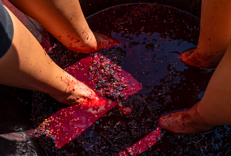 vendemmia