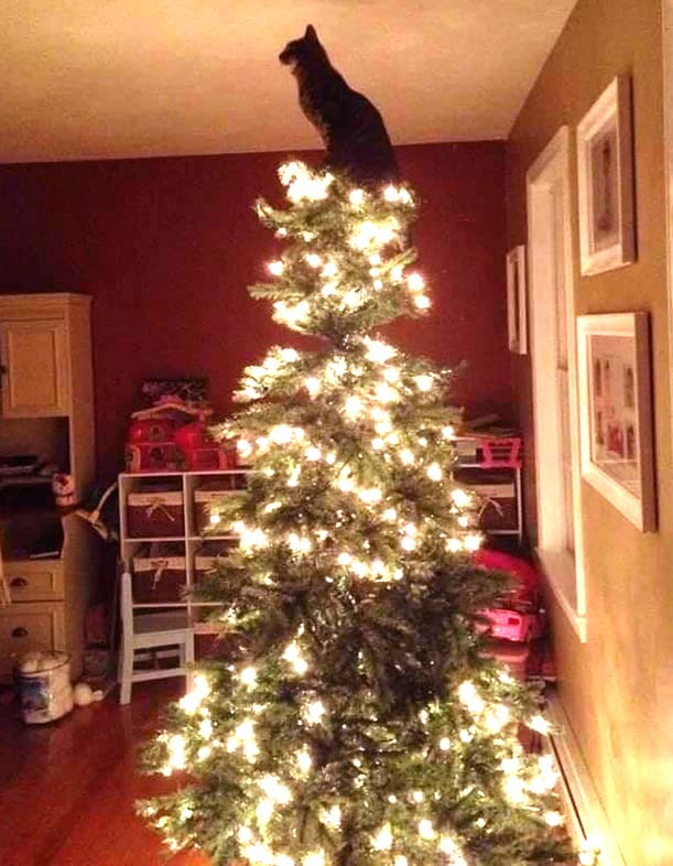 Albero Di Natale E Gatto Come Fare.L Albero Di Natale Vero O Artificiale