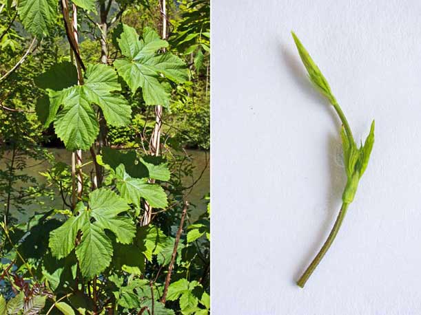 ortiche