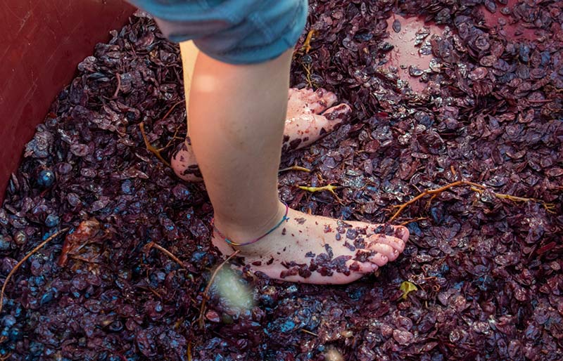 Festa della Vendemmia in abbazia - Opera - Il ritorno di Aceto!