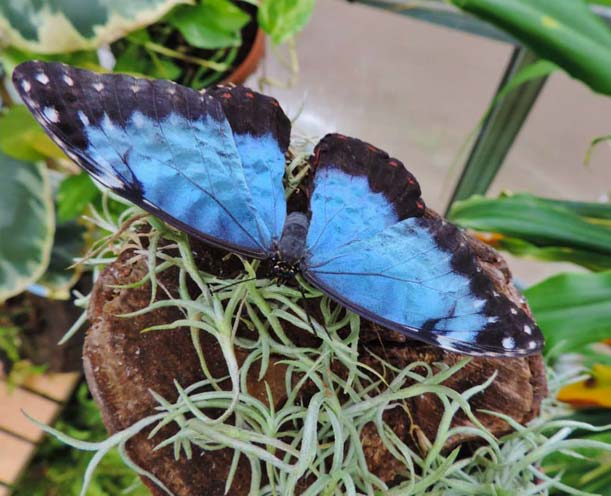 ForestLab all'Idroscalo: ecco dove erano finite le farfalle!