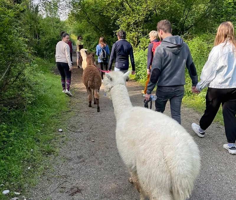Brexit Alpaca My Sacchetti Sottobicchiere Divertente Politico Scherzo Bretagna