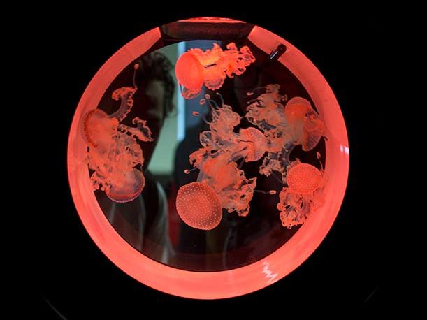 L'universo trasparente delle meduse. Mostra all'università di Bicocca