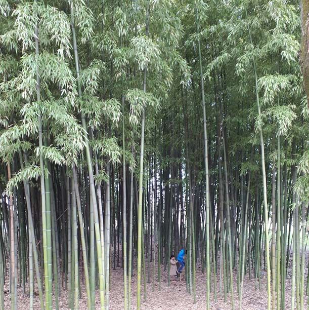 Un curioso boschetto di bamboo a Milano: lo conoscete?
