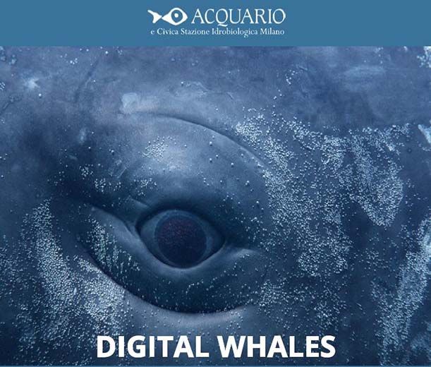 Le balene a Milano: Digital Whales è la nuova mostra interattiva dell'Acquario Civico!